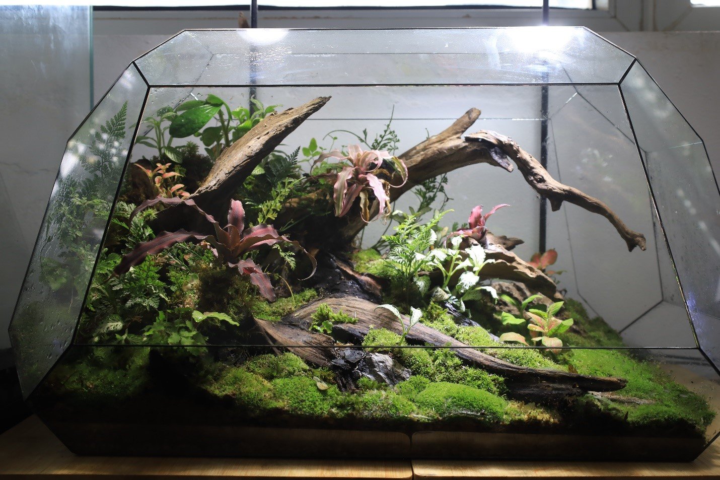 Terrarium có 2 loại là bình kín và bình hở.