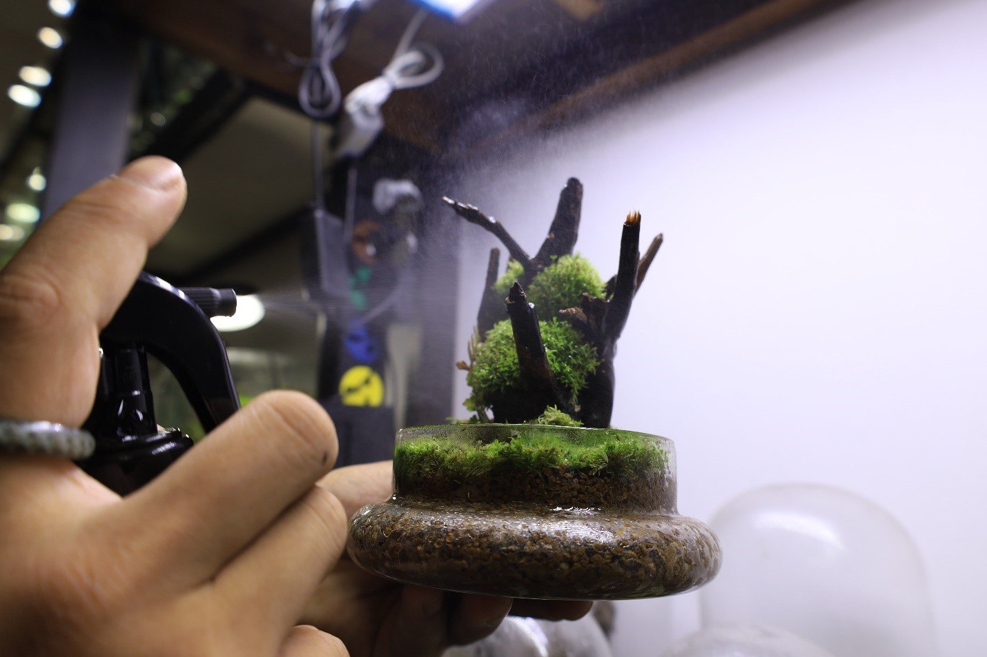 Đất, sỏi, cây và có thể là động vật là những nguyên liệu làm nên bình Terrarium