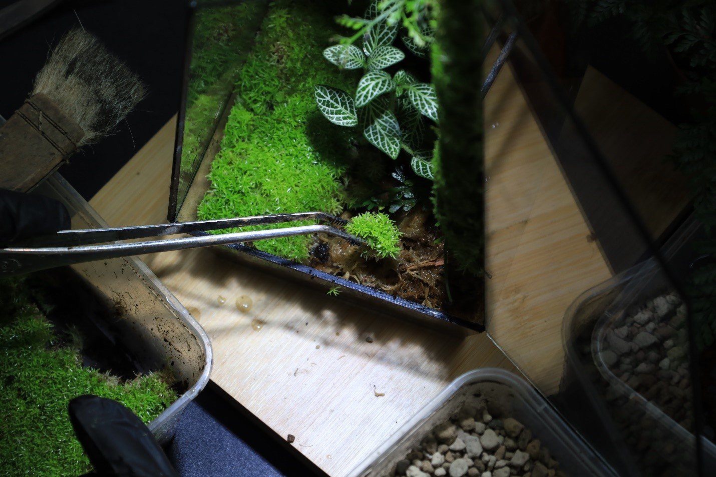 Tuổi thọ của bình Terrarium phụ thuộc vào bàn tay chăm sóc, sự tỉ mỉ và cẩn thận của người chơi.