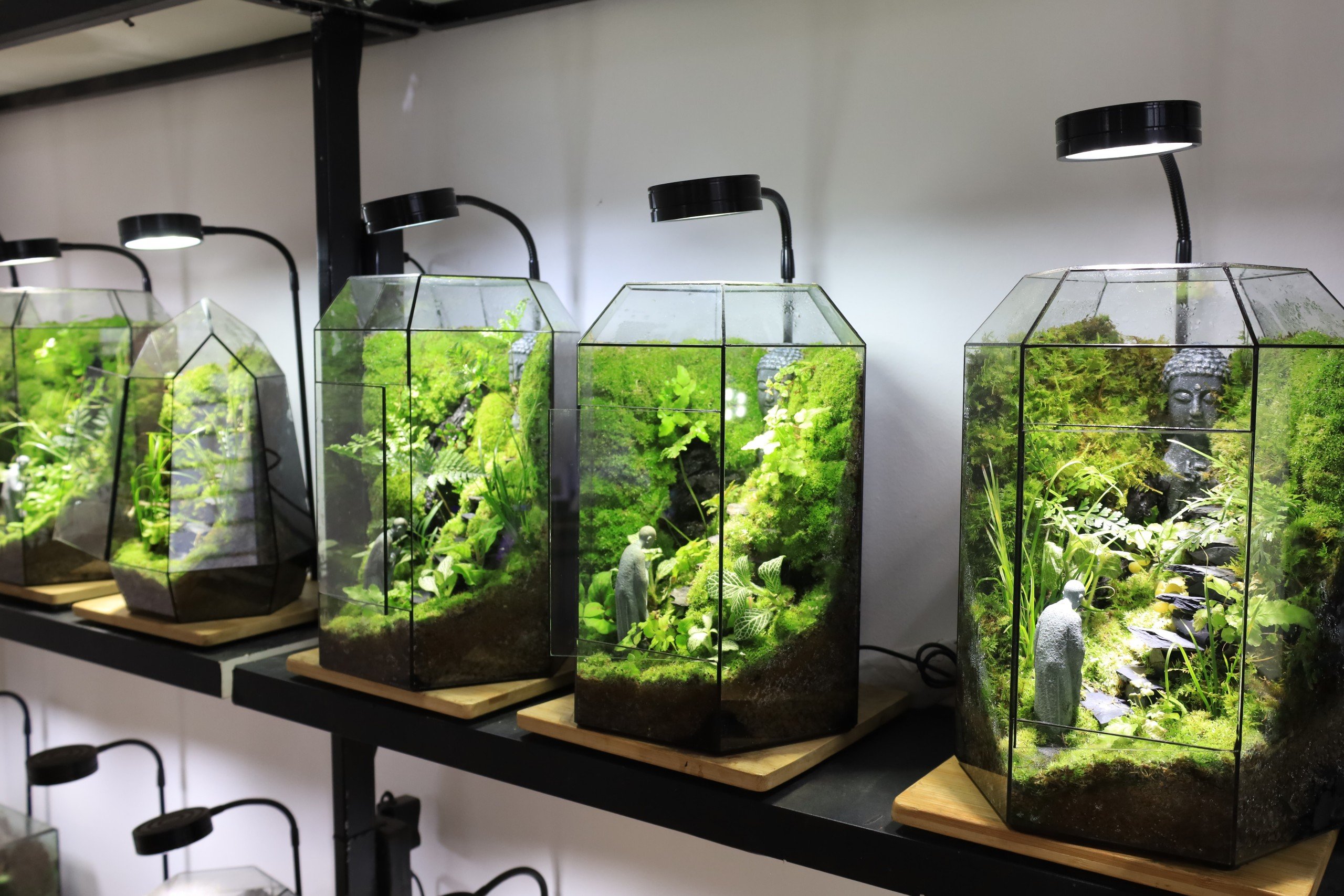 Duy trì độ ẩm, ánh sáng, nhiệt độ là việc quan trọng nhất khi chơi Terrarium.
